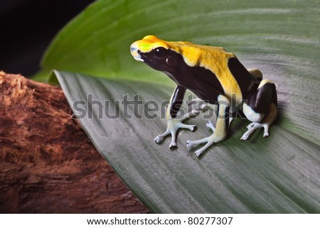 poison dart frog on leaf in south american amazon rain forest. Yellow back dendrobates tinctorius. Beautiful poisonous pet animal. Endangered amphibian of the tropical jungle.