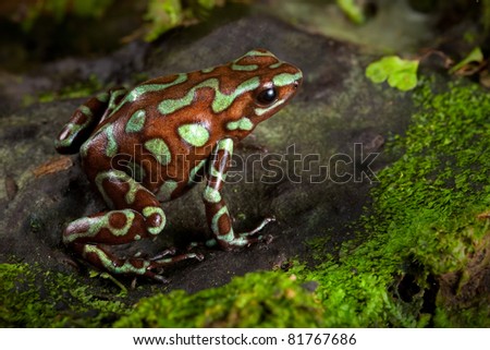 golden poison frog, dendrobates auratus lives in the central american rain forest of Panama. Beautiful animal kept as a pet in a tropical jungle terrarium. an exotic poisonous amphibian bright colors.