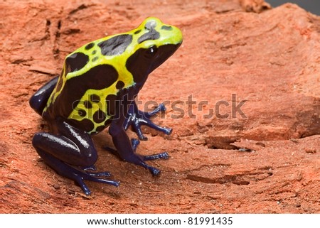 tropical frog with bright colors. Poison dart frog dendrobates tinctorius. Beautiful amphibian of amazon rain forest.