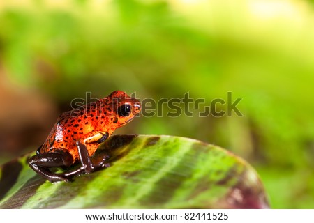red poison dart frog sitting on leaf with copy space. Exotic rain forest animal with bright vivid colors. Untamed tropical nature. Jewel of the rainforest Dendrobates pumilio.