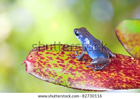 blue poison dart frog sitting on leaf in tropical rain forest. Oophaga pumilio, strawberry frog. beautiful exotic amphibian with vivid bright colors Panama rainforest