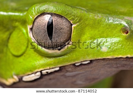 frog eye amphibian vertical pupil beautiful animal detail of iris Phyllomedusa bicolor