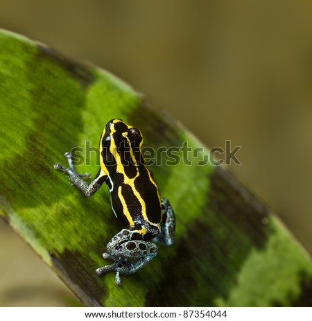 poisonous animal poison frog with bright yellow and black lines beautiful amphibian of amazon rain forest