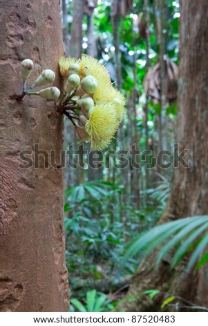tree flower of tropical rain forest, blooming directly on trunk, Daintree jungle Queensland Australia