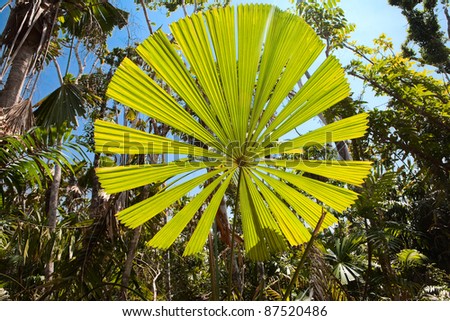 Fan palm tree with big round leaf lit by vibrant sun in Australian tropical rain forest, Licuala ramsayi