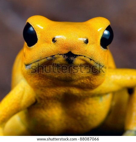 Poison dart frog portrait of phyllobates terribilis of the amazon rainforest in Colombia, very toxic and poisonous animal,big black amphibian eyes and bright yellow color