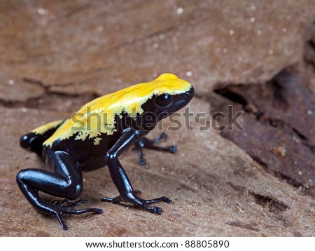 yellow and black poison dart frog,dendrobates galactonotus of Brazil Amazon rain forest, exotic pet animal in tropical rainforest terrarium