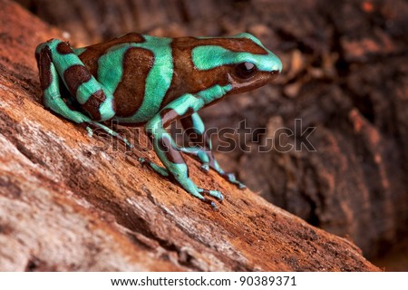 golden poison dart frog dendrobates auratus poisonous animal with bright warning colors lives in tropical rainforest of Panama