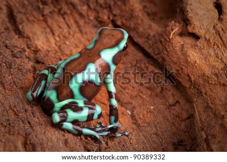 golden poison dart frog dendrobates auratus poisonous animal with bright warning colors lives in tropical rainforest of Panama