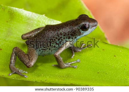 cute poison dart forg of jungle in Panama exotic tropical poisonous animal
