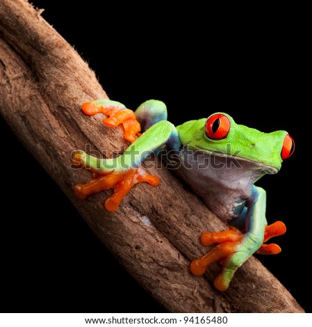 red eyed tree frog at night in tropical rainforest treefrog Agalychnis callydrias in jungle Costa Rica bright vivid colors beautiful exotic rain forest animal