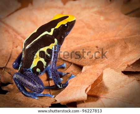 poison dart frog dendrobates tinctorius tropical amphibian of amazon rainforest