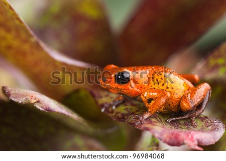 frog in bright red with black spots strawberry poison dart frog of rainforest Panama