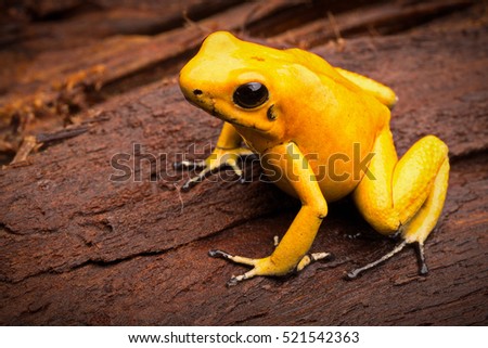 poisonous frog, poison dartfrog Phyllobates terribilis a dangerous animal from the tropical rain forest of Colombia. Toxic amphibian with bright yellow and orange colors