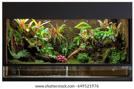 tropical rain forest terrarium or paludarium for rainforest animals like poison dart or tree frogs.