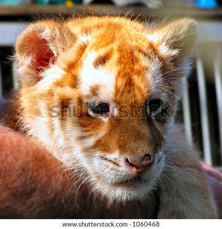 liger and tiger. stock photo : Liger (cross of