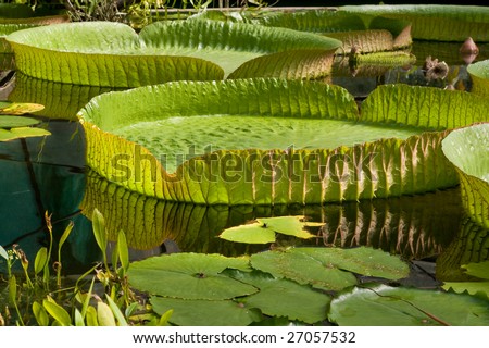 Giant water lily pads - Victoria Cruziana
