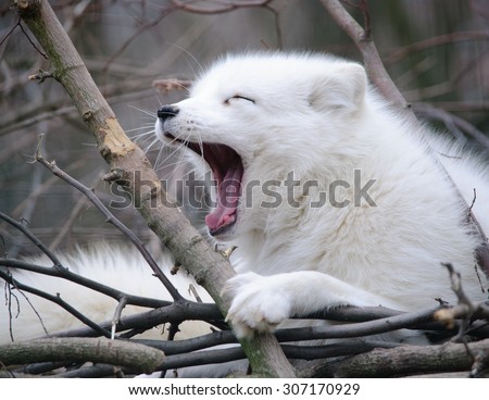 Yawning arctic fox