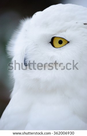 snow owl close up portrait