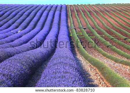 lavender field with purple and green rows