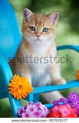 Golden british kitten sitting on blue chair