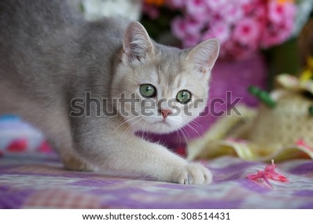 Blue Golden shaded kitten with green eyes sneaks
