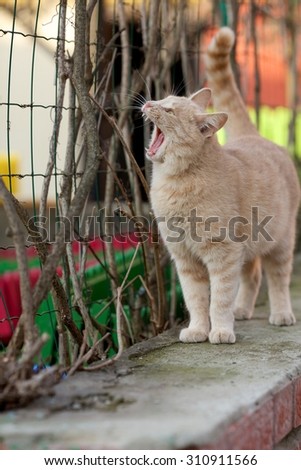 Young cat widely opened mouth and meows