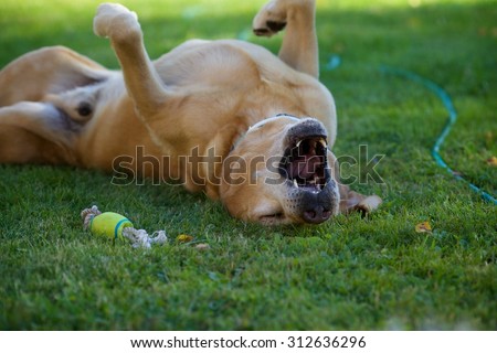 Dog Labrador Retriever lying on his back on the grass in the garden in summer