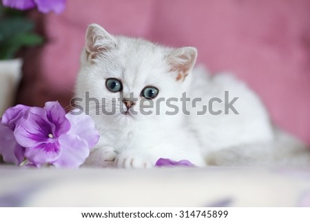 Cute kitten lying on the plush blanket in soft light pink background