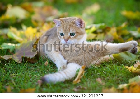 British Golden shaded kitten with green eyes playing in the autumn leaves in the Park