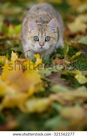 Funny plush Golden chinchilla British kitten hunting in yellow maple leaves in autumn Park