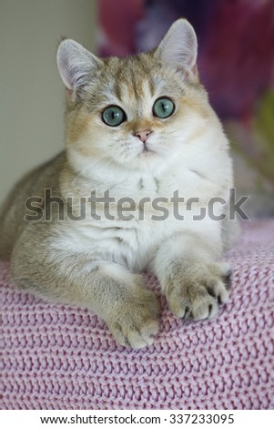 Plush British kitten with green eyes lying on knitted blanket