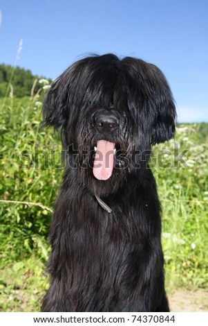 Black Briard Puppy