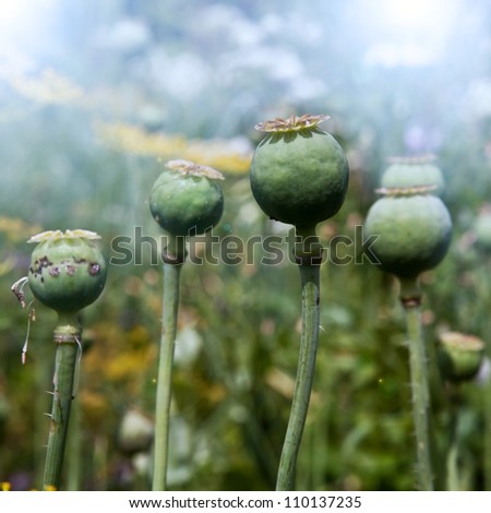 Opium poppy, field out of focus in background.