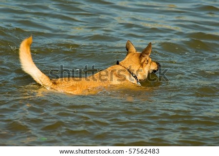 Yellow dog swim