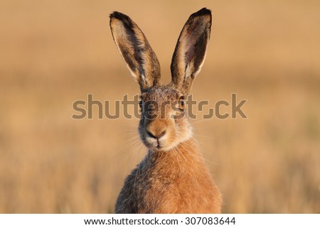 Portrait of a hare Lepus europaeus in a field with nice, soft, sundown light.