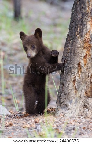 Bear Cub ready to climb tree