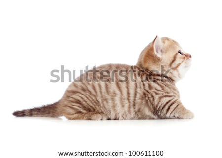 kitten profile