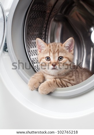 striped british kitten lying inside laundry washer
