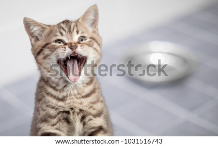 Meowing cat demanding eating sitting near empty bowl
