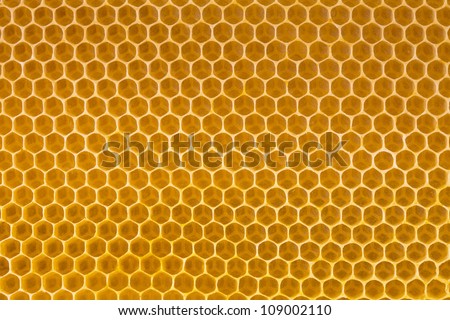 bee honey in honeycomb