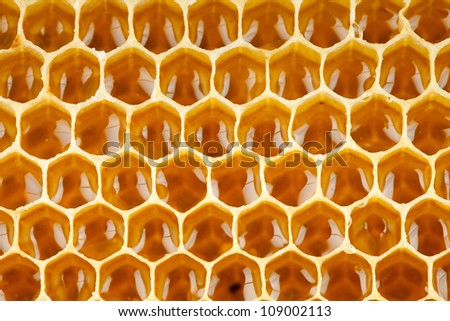 bee honey in honeycomb macro