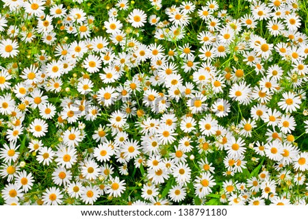 Camomile Oxeye Daisy Meadow Background