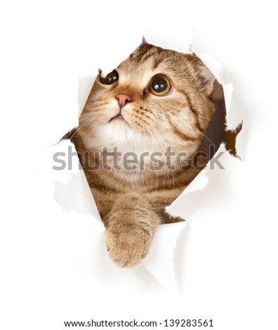 cat in paper hole
