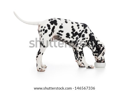 Dalmatian dog side view eating from bowl isolated on white