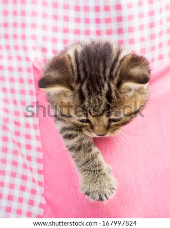 kitten cat in pink pocket