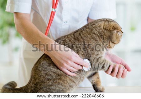 Veterinary doctor pet checkup with stethoscope