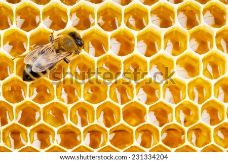working bee on honeycomb cells close up