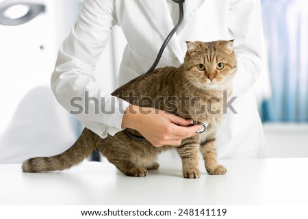 Cat in veterinarian clinic