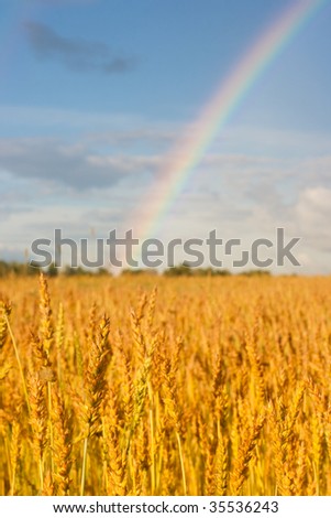 wheat field after rain with rainbow